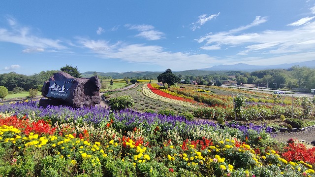 9月の北海道のお花畑